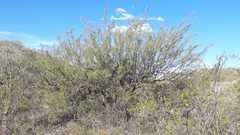 Prosopis flexuosa