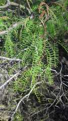 Prosopis flexuosa