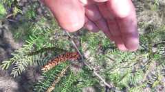 Prosopis flexuosa