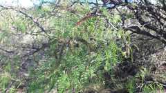 Prosopis flexuosa