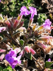 Nepeta grandiflora