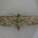 Pug Moths & Allies - Photo (c) James Tweed, some rights reserved (CC BY-NC)