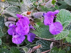 Nepeta grandiflora