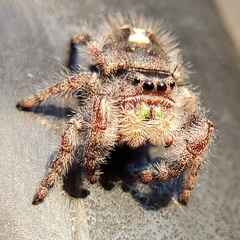 Phidippus audax