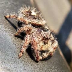 Phidippus audax