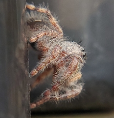 Phidippus audax