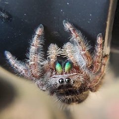 Phidippus audax