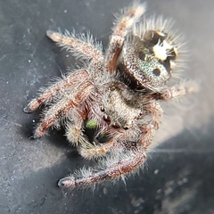 Phidippus audax