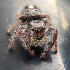 Phidippus audax