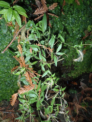 Rhinotropis californica