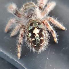Phidippus audax