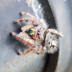 Phidippus audax