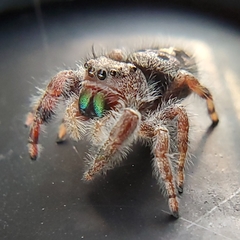 Phidippus audax