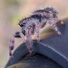 Phidippus audax