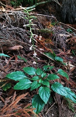 Ainsliaea macroclinidioides