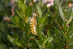 Salix commutata