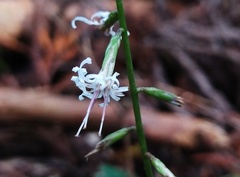 Ainsliaea macroclinidioides