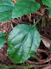 Ainsliaea macroclinidioides