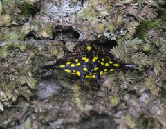 Gasteracantha transversa