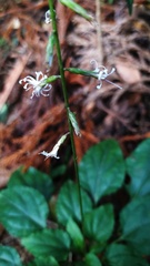 Ainsliaea macroclinidioides