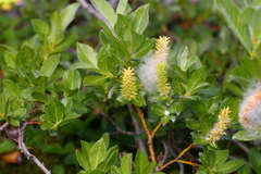 Salix commutata