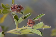 Dodonaea dodecandra
