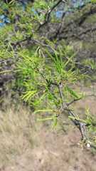 Prosopis caldenia