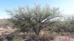 Prosopis caldenia