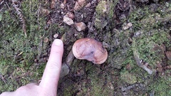 Fistulinella viscida