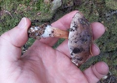 Fistulinella viscida