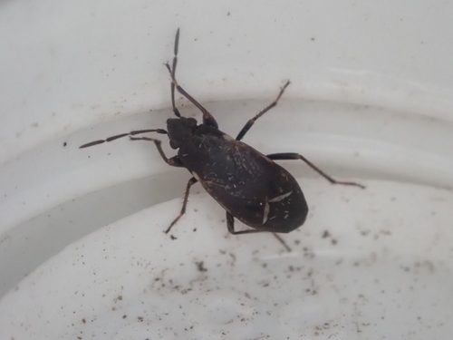 Udeocoris levis