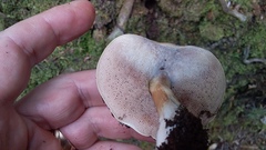 Fistulinella viscida