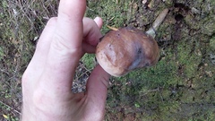 Fistulinella viscida