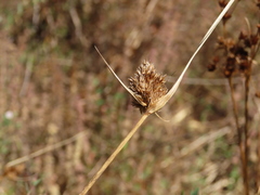 Carex unilateralis