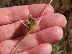 Carex unilateralis