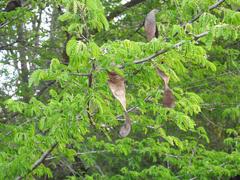 Albizia forbesii