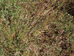 Carex unilateralis