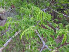 Albizia forbesii