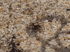 Habronattus amicus