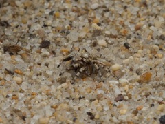 Habronattus amicus