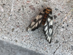 Hemileuca hera magnifica