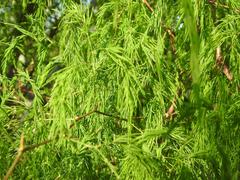 Asparagus buchananii