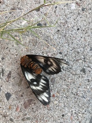Hemileuca hera magnifica