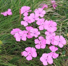 Dianthus alpinus