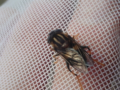 Helophilus antipodus