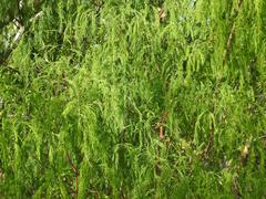 Asparagus buchananii