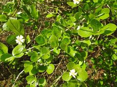 Catunaregam taylorii