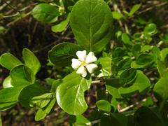 Catunaregam taylorii