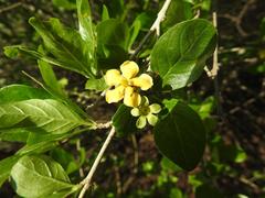 Catunaregam taylorii