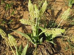 Ledebouria zebrina